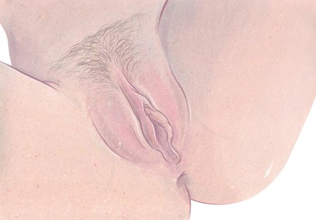 Женская промежность