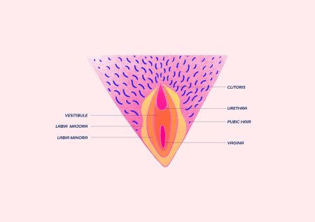 Строение вульвы