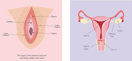 Женская половая орган