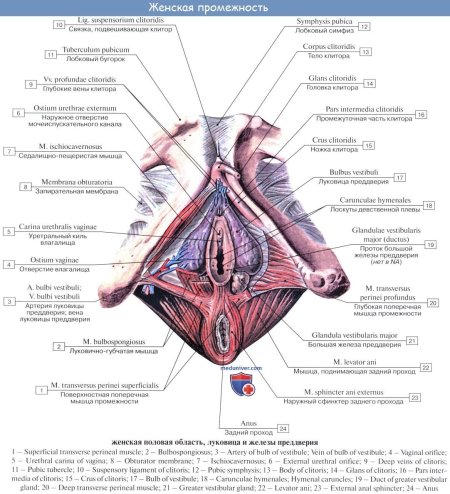 Строение наружных женских половых органов анатомия