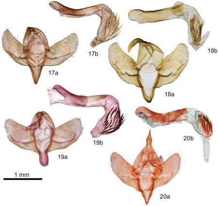Форма женских половых органов