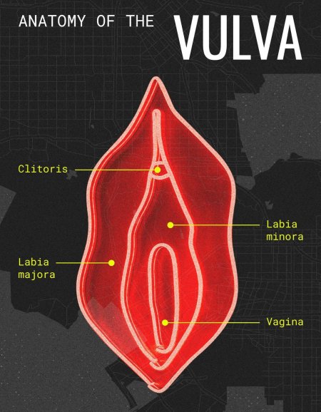 Labia minora