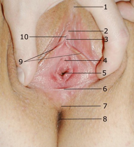 Расположение клитора у женщин