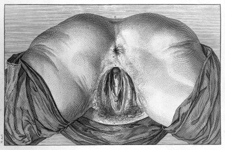 Вагина рисунок карандашом