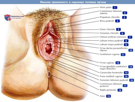 Строение женских половых органов