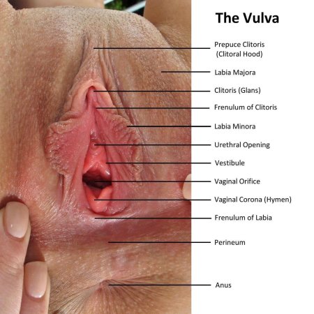 Строение женской писи