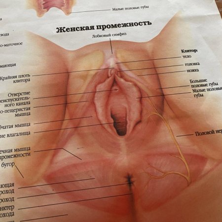 Строение наружных женских половых органов анатомия