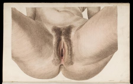 Рисование женских половых органов