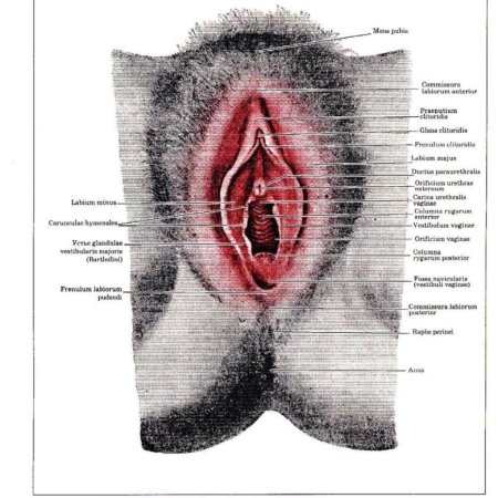 Строение женских половых органов