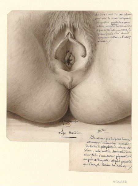 Вагина рисунок карандашом