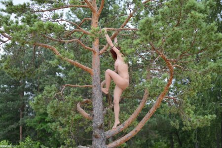 Голая женщина залезла на дерево