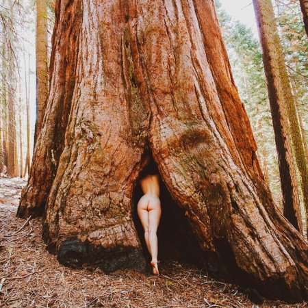 Национальный парк секвойя