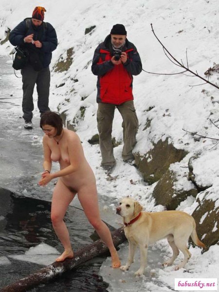 Лабрадор ретривер палевый окрас