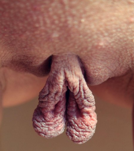 Огромные половые губы порно