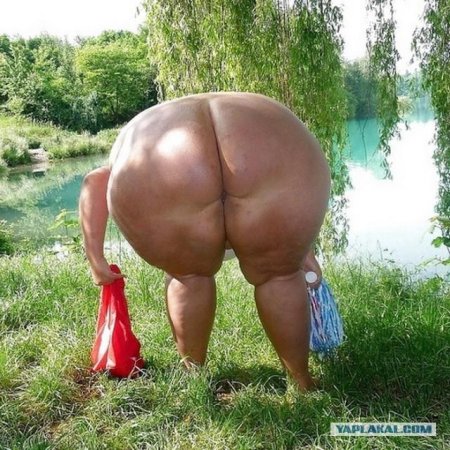 Плакучая ива дерево