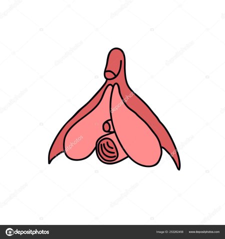 Анатомия женского клитора