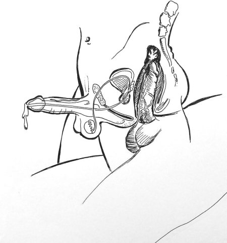 Анатомия секса