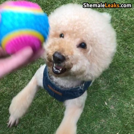 Собака карликовый пудель