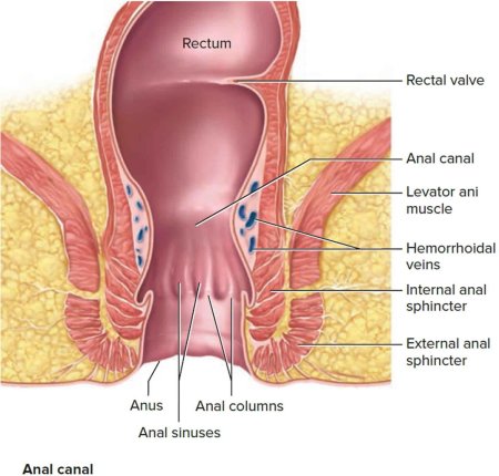 External anal sphincter