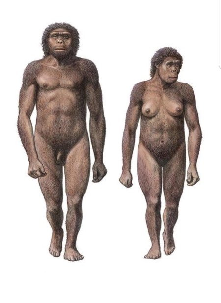 Хомо хабилис