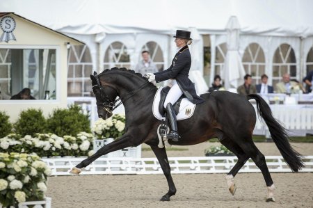 Конный спорт выездка