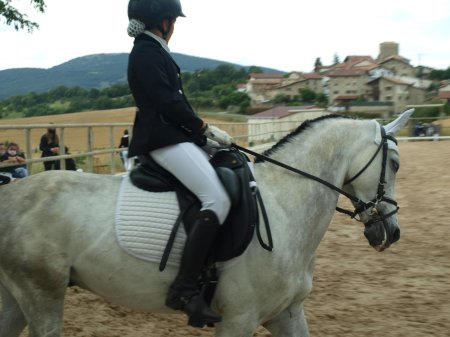 Выездка лошадей