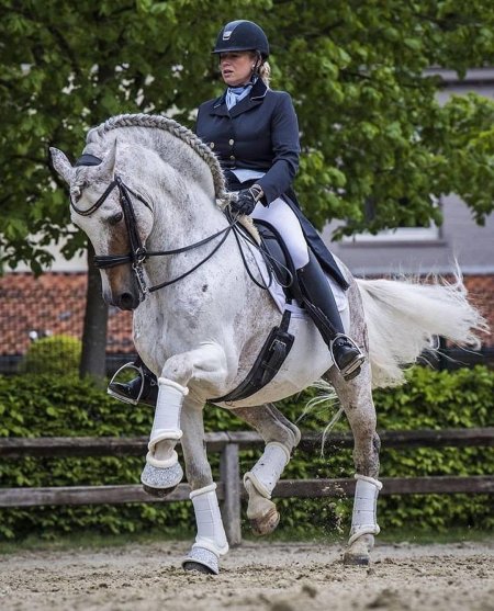 Андалуз выездка