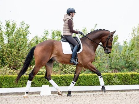 Выездка конный спорт эстетика