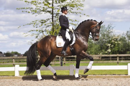 Голштинская теплокровная порода лошадей