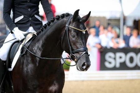 Dressage horse