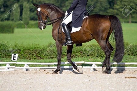 Конный спорт