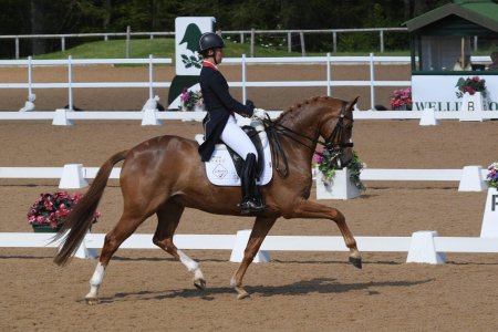 Выездка шарлотта