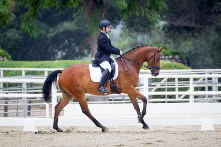 Соревнования по конному спорту выездка