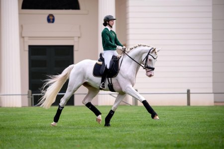 Андалуз выездка