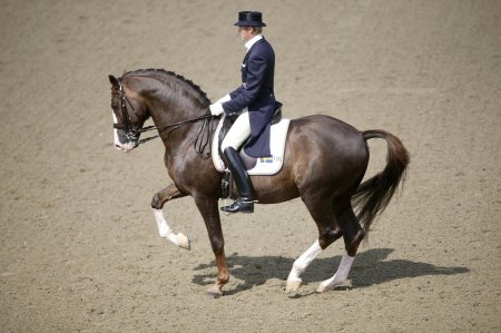 Хафлингер выездка