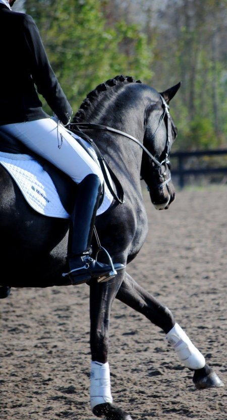 Выездка лошадей