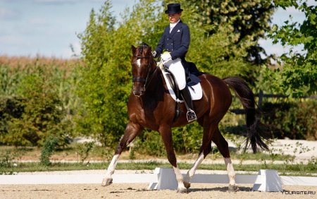 Выездка конный спорт