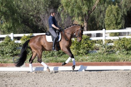 Equestrian dressage