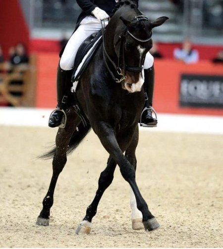 Елена сиднева выездка