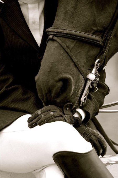 Выездка конный спорт эстетика