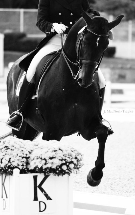 Выездка конный спорт эстетика