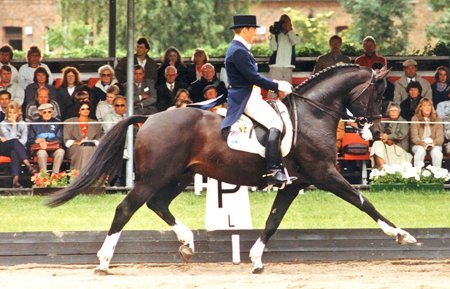 Чемпионат европы по выездке