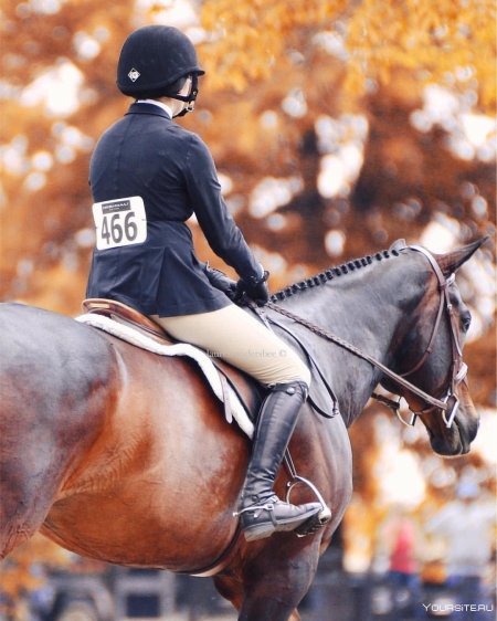 Выездка конный спорт эстетика