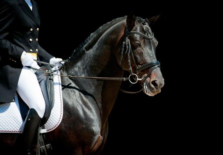 Выездка лошадей