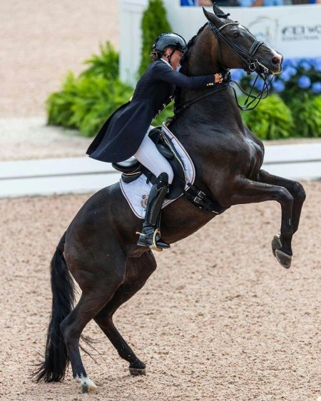 Выездка пируэт