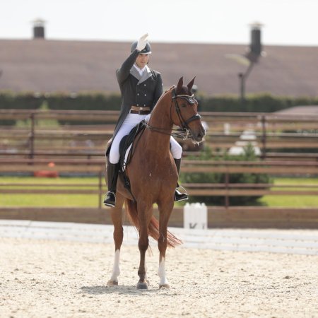 Конный спорт выездка