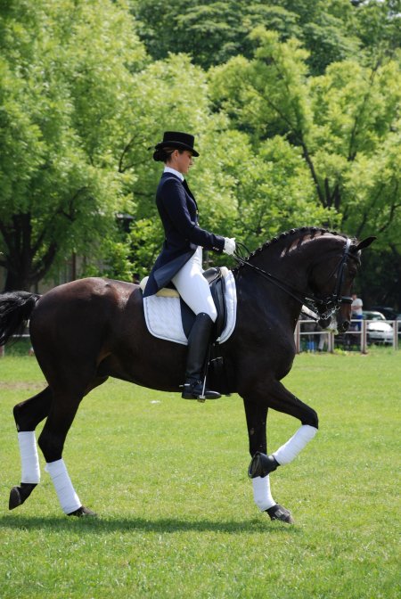 Роллкюр лошади