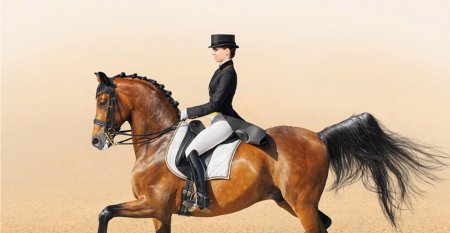 Конный спорт выездка