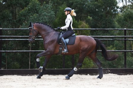 Выездка конный спорт