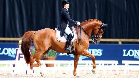 Конный спорт выездка